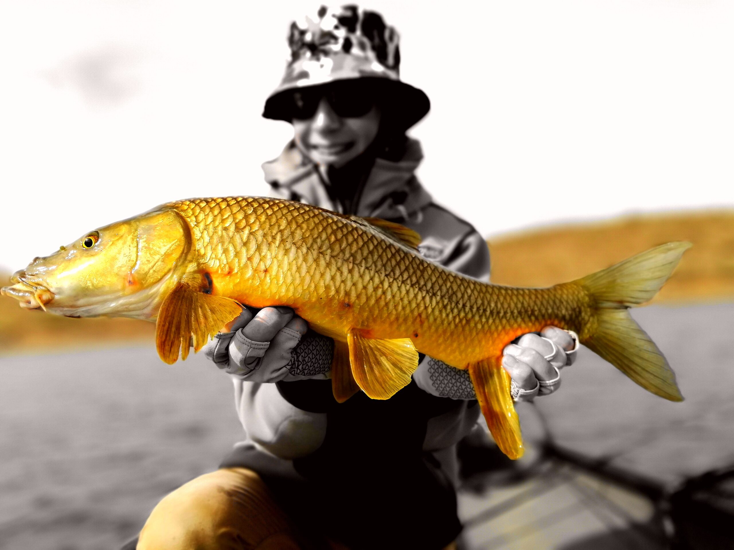 Video: Fly Fishing for Barbel in Spain  Fly fishing, Fish, Fishing  photography